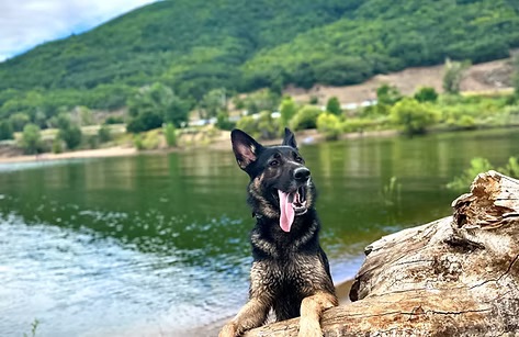Board & Train dog training service