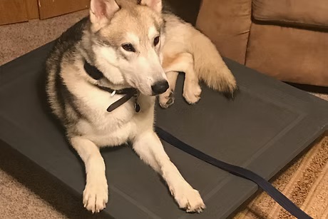 Free Resources dog training service