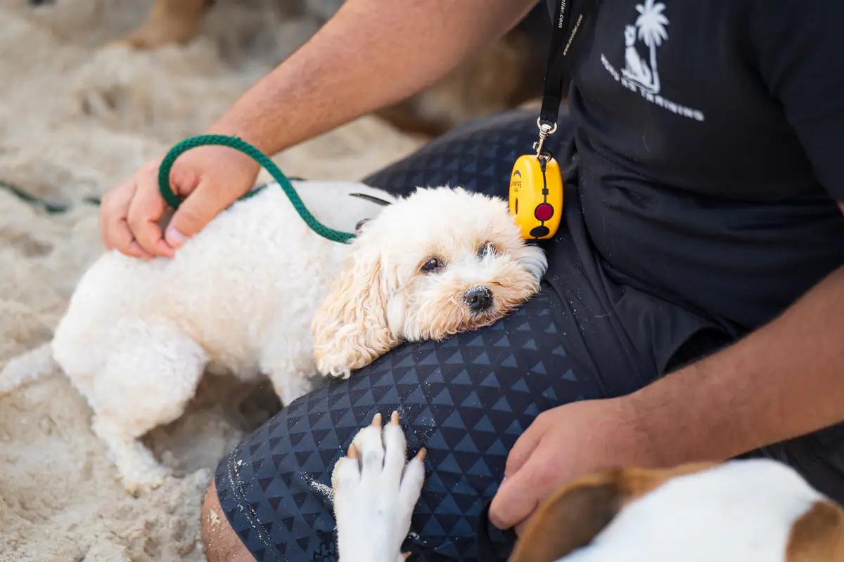 Social Media at Hoku K9 Training
